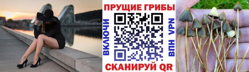 Псилоцибиновые грибы мицелий  купить   Верхний Тагил 